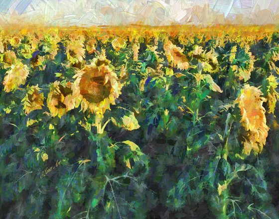 Sunflower Fields