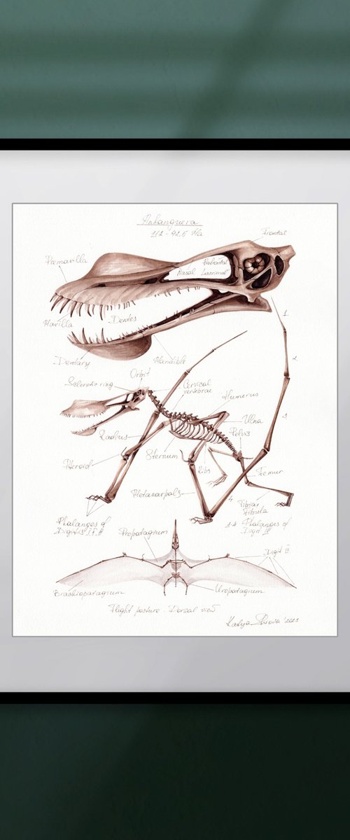 Anhanguera (pterosaur) by Katya Shiova