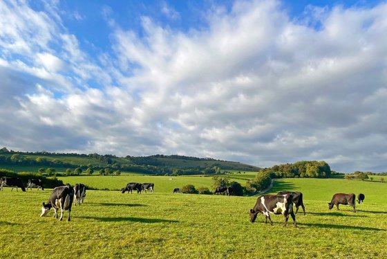 Grazing on the South Downs