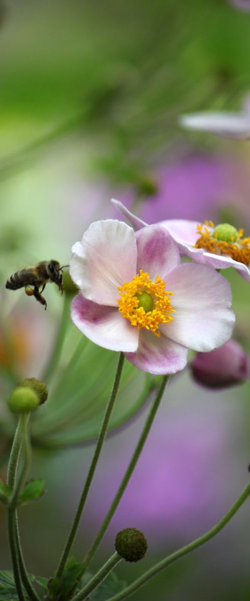 Bee at work by Sonja  Čvorović