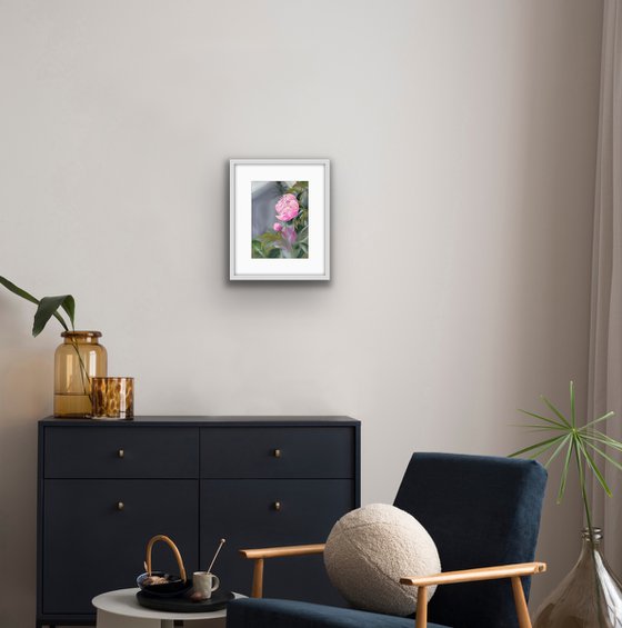 Pink Peony 2