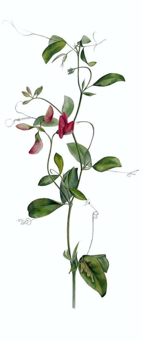 Red sweet pea - Botanical Watercolor Painting by Julia Gorislavska