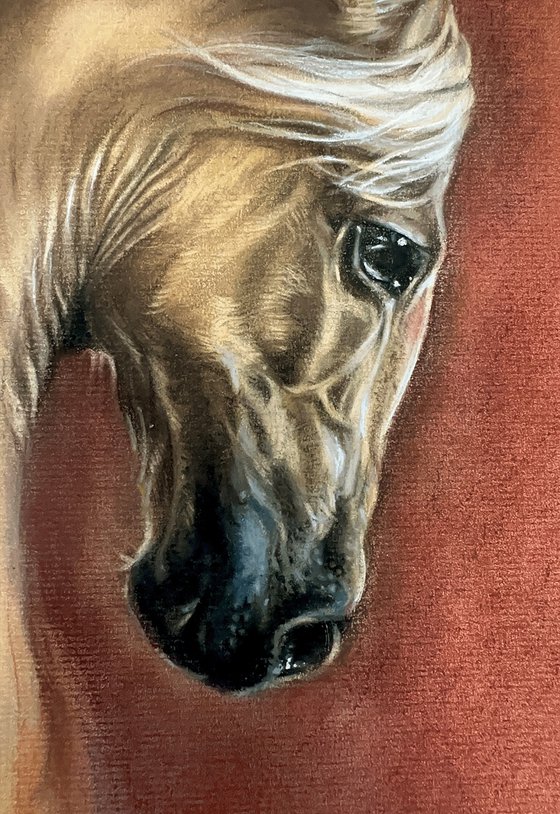 A portrait of a beautiful red horse