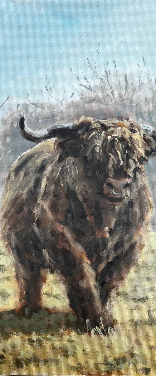 Highlander in Winter 2 by Cédric Visser