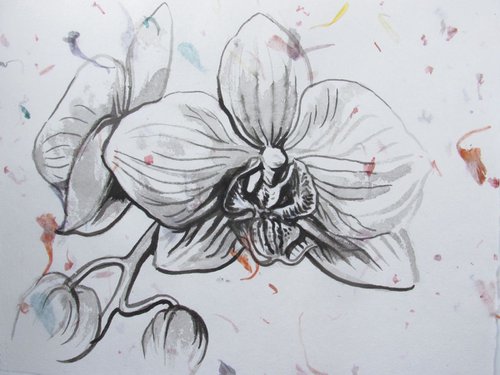 orchid ink drawing on hand made flower paper by Alfred  Ng
