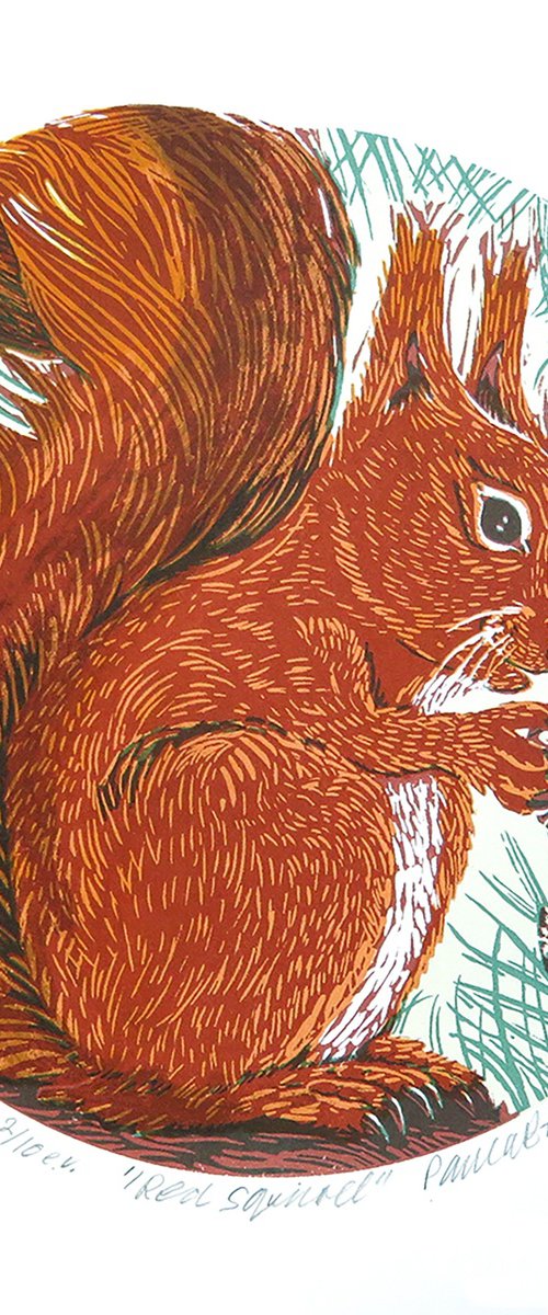 Red Squirrel 2/10 by Paula Boyd-Barrett