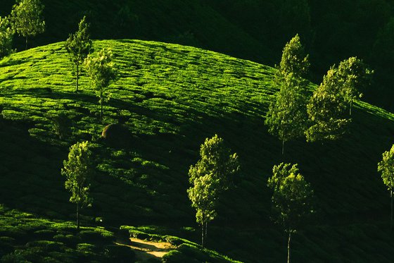 Morning sunshine at the tea plantation - Landscape photo
