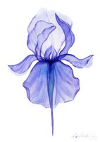 Original Watercolour - Xray Purple Iris by Olga Kölsch