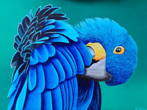 Blue parrot