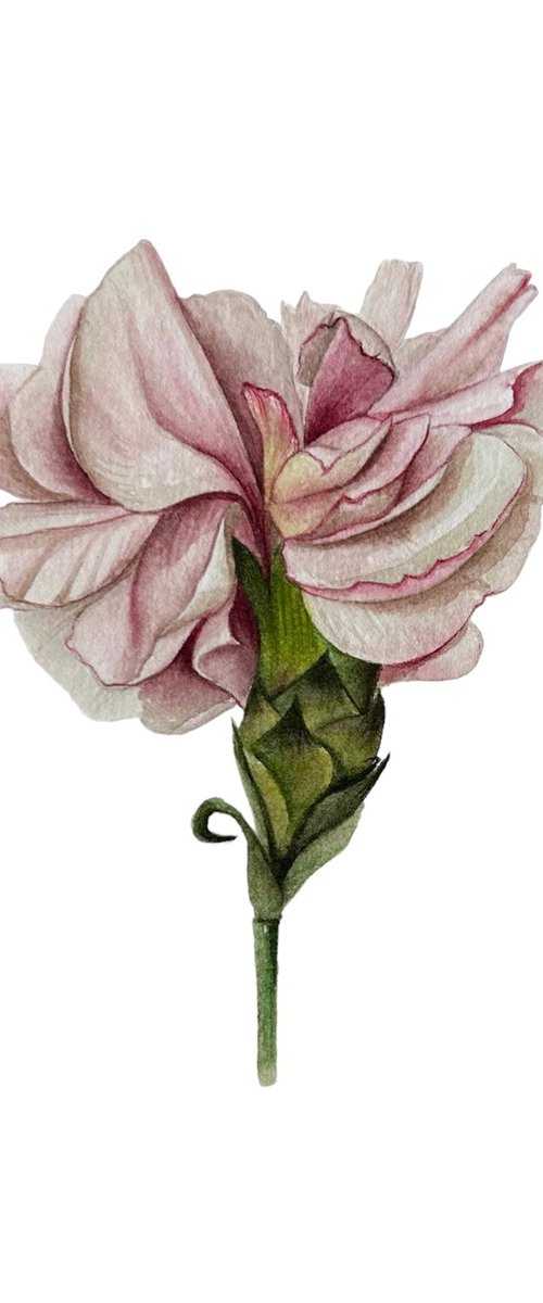 Pink carnation by Julia Gorislavska