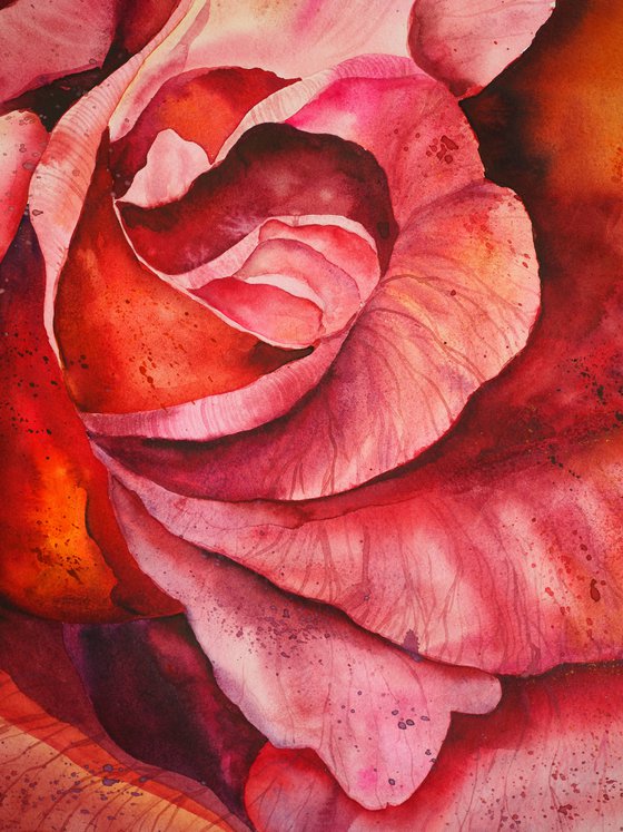 Inside the pink rose - original watercolor flower