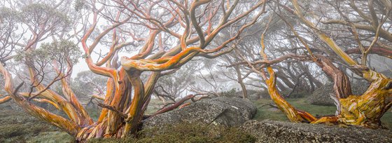 Alpine Snow Gums