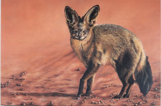 Bat-eared Fox