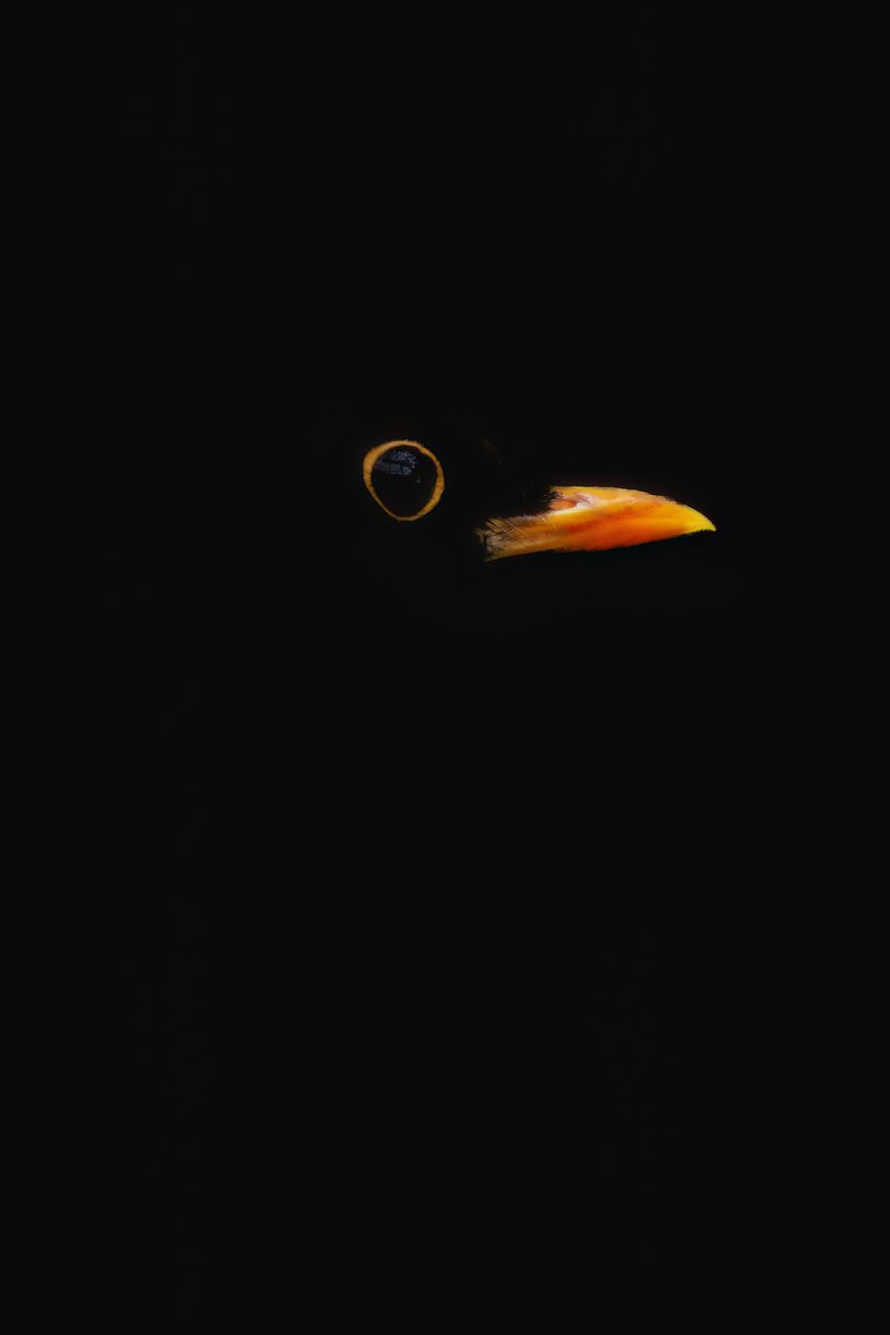Animal Photograph By Paul Nash, 12 X 18", Minimal Blackbird, Original Artwork