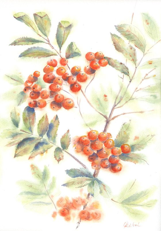 Watercolor Rowan
