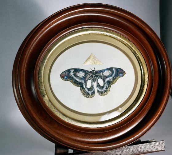 Moth in an Oval Antique Frame