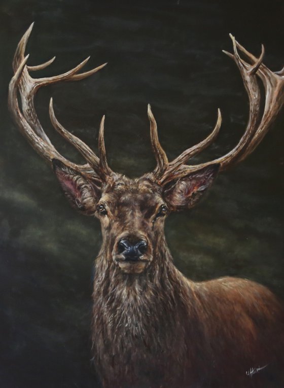 Red Deer Stag, Elk