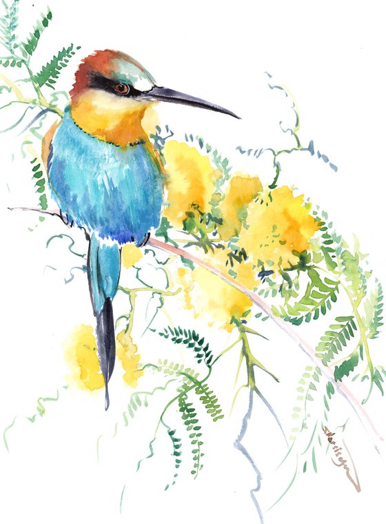 Bee Eater and acacia flowers