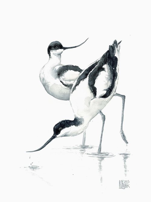 Pied avocet birds by Karolina Kijak
