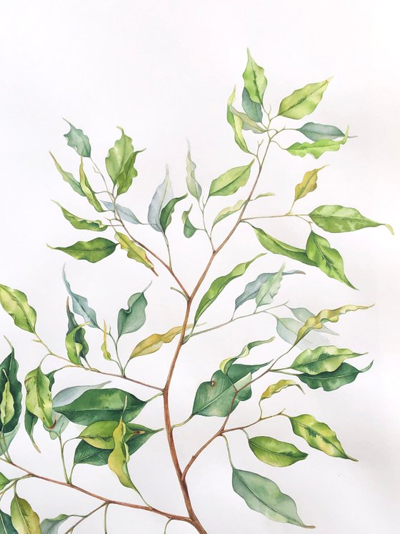 A large branch of Benjamin's ficus. Original watercolour work.