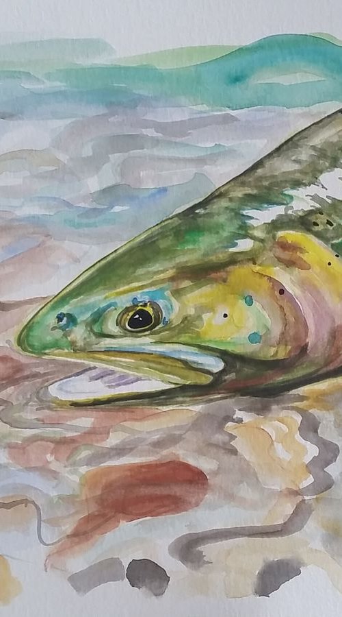 Wildlife - Trout by Katrina Case