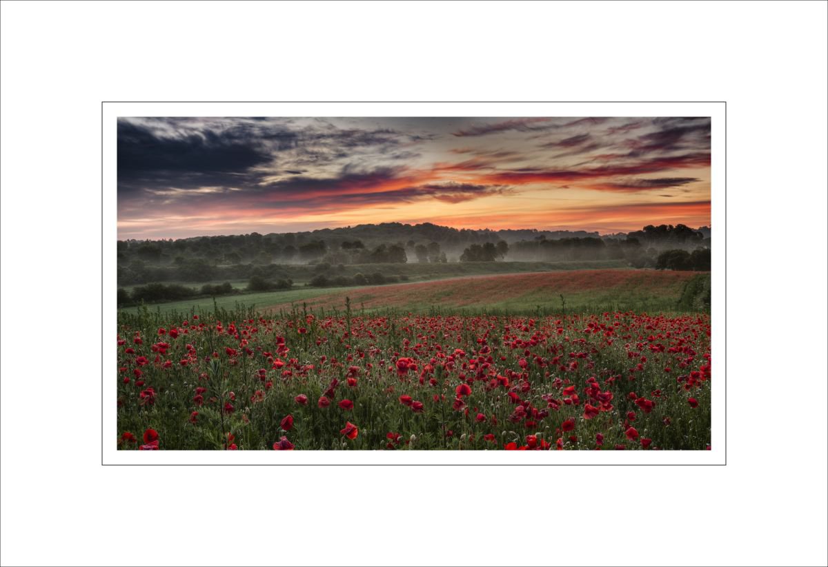 poppy sunrise by Alan Ranger