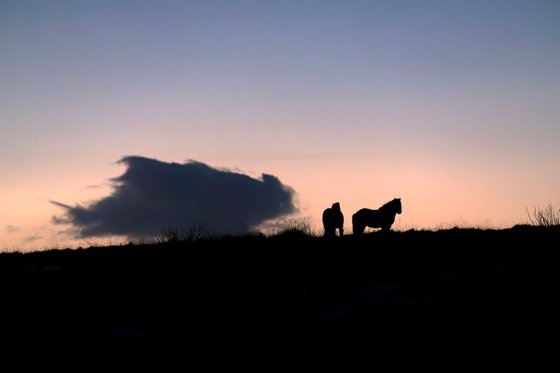 HORSES AT DUSK