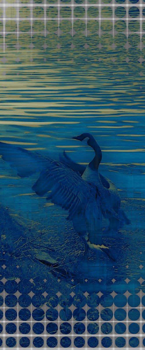 Canada Goose by Barbara Storey