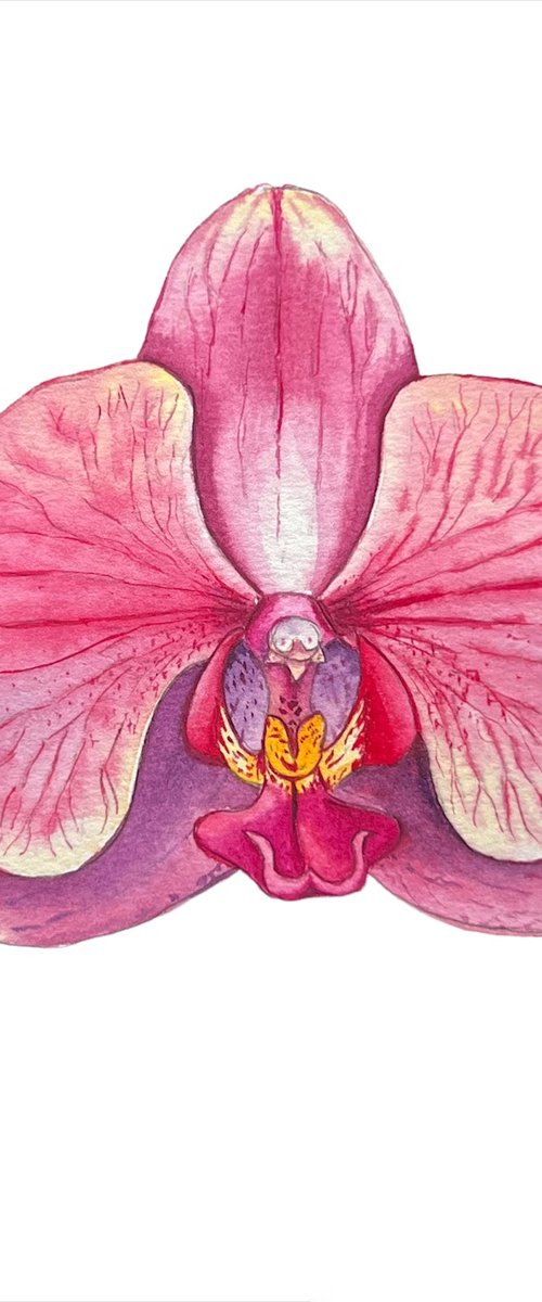 Phaleonopsis orchid. A series of original watercolour artwork. by Nataliia Kupchyk