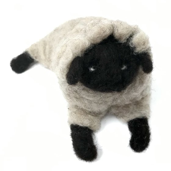 Black-headed sheep, wool