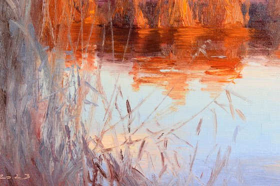 Reeds in the sunset