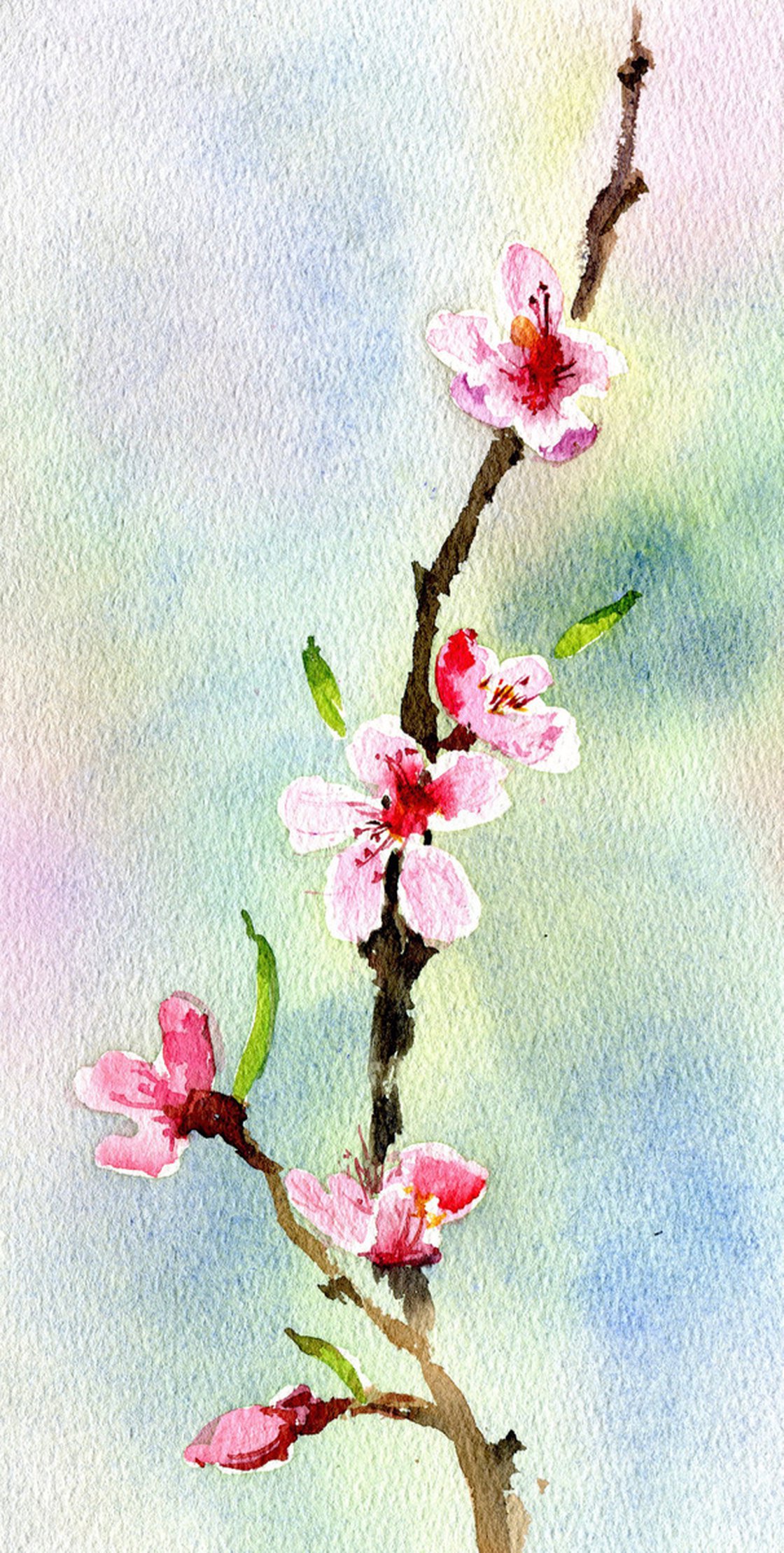 cherry blossom tree watercolor