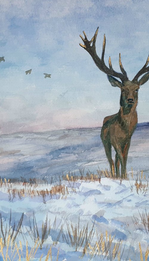 Highland Stag by Lisa Mann