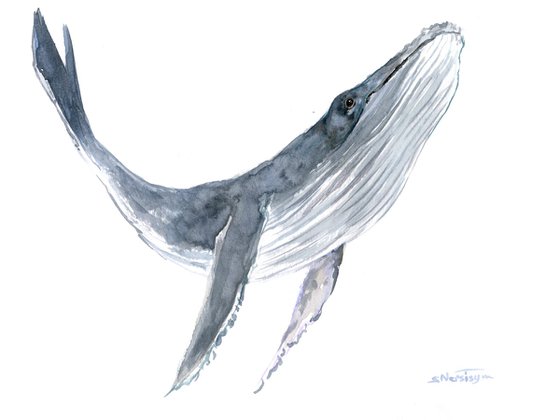 Humpback Whale