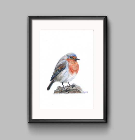 Robin #4/British Robin Red Breast Bird/Bird Series
