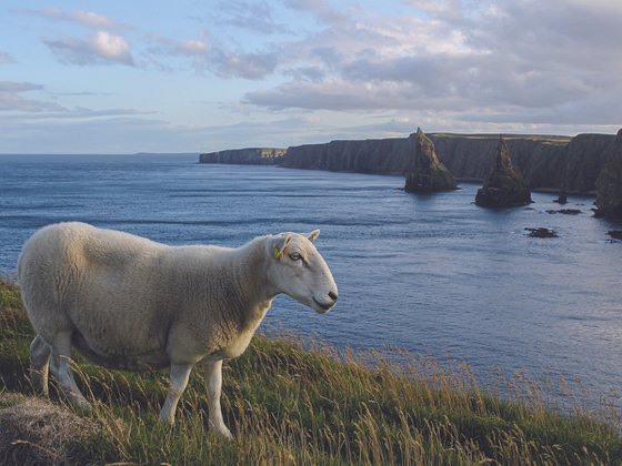 SCOTTISH NATURE