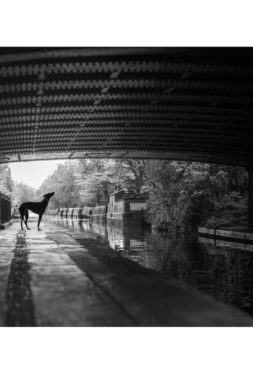 Greyhounds of London VII by Elena Marchi