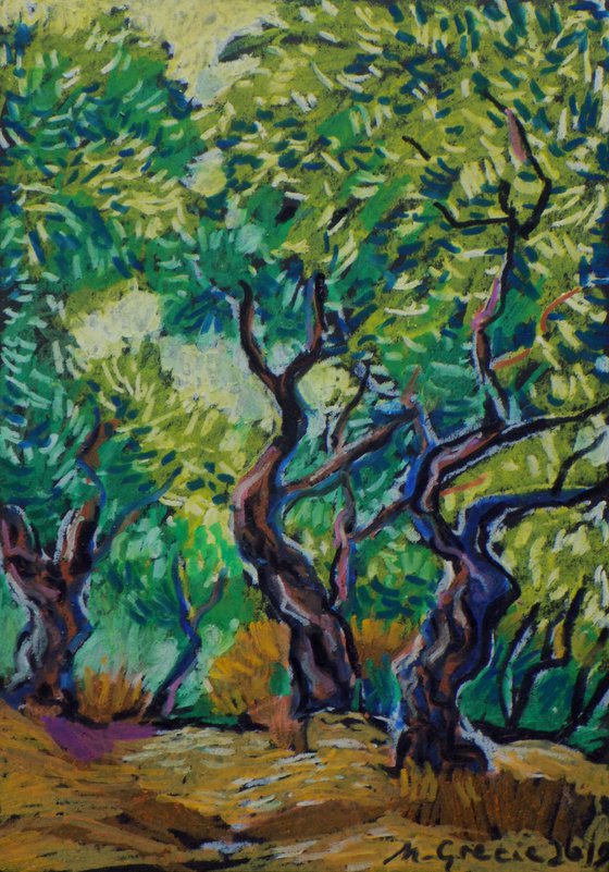 Olive grove No 16