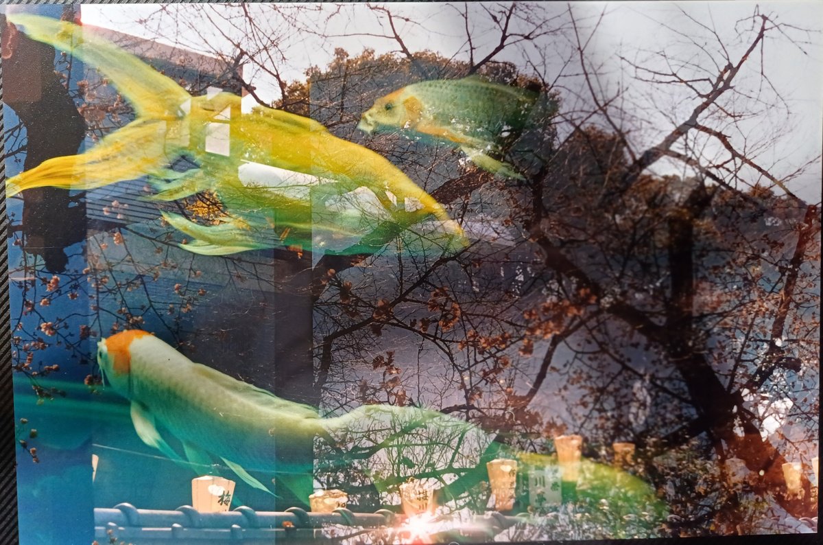 Abstract Animal Photograph By Willow Moon, 6 X 9", Jp 5: Sakana, Original Artwork