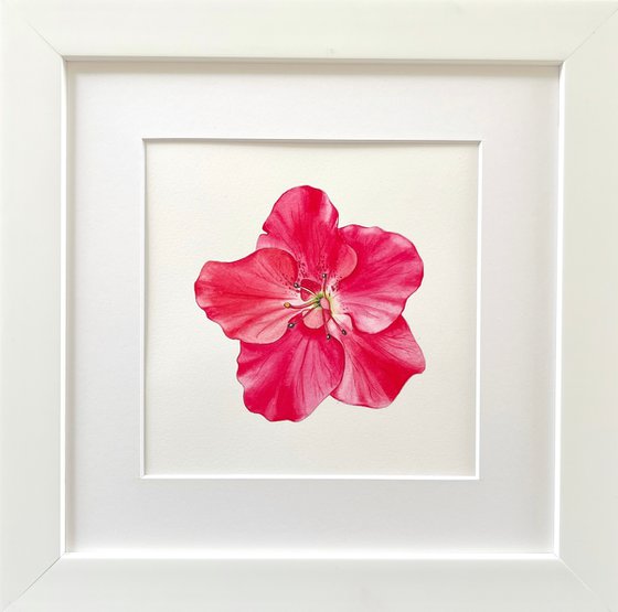 Pink azalea. Original watercolor artwork.