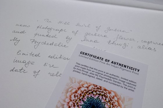 The Still Swirl of Gerbera