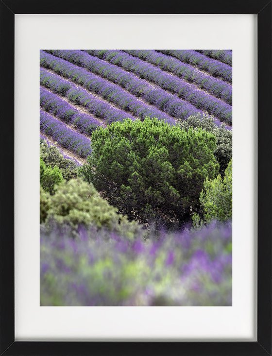 VIOLET DETAILS