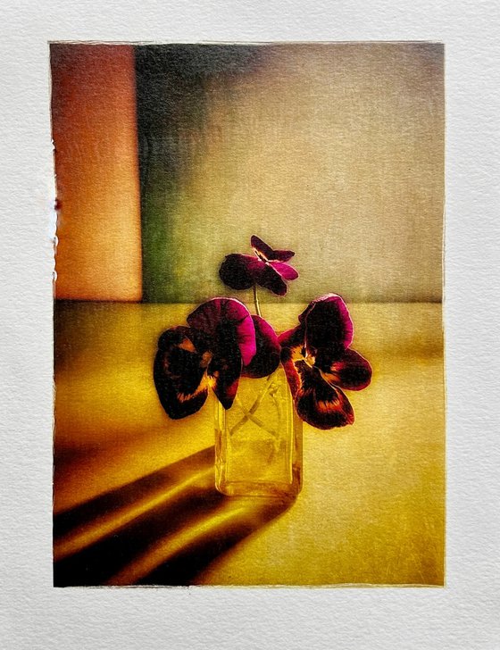 THREE PANSIES