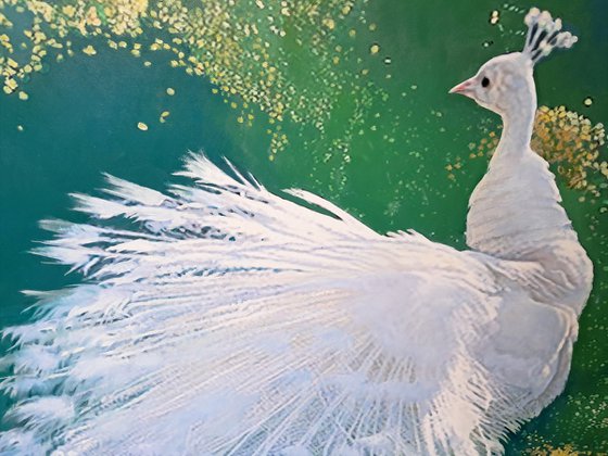 WHITE PEACOCKS