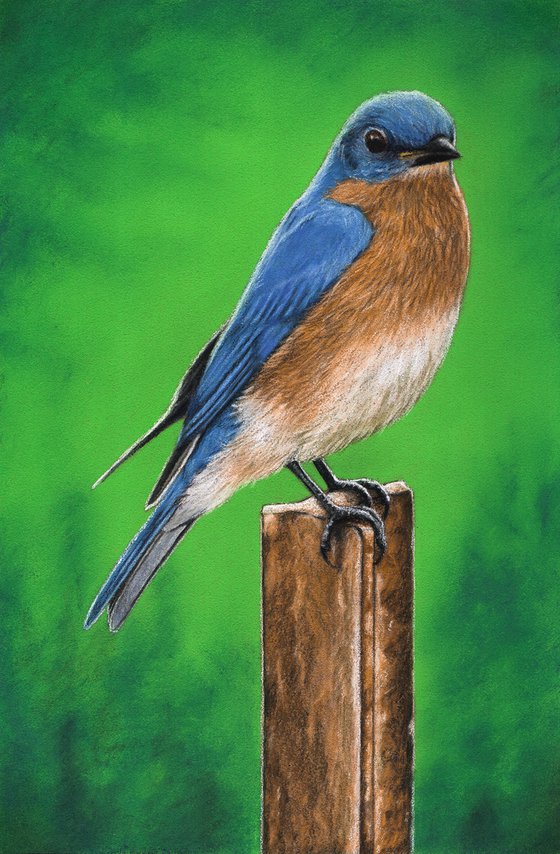 Original pastel drawing bird "Eastern Bluebird"
