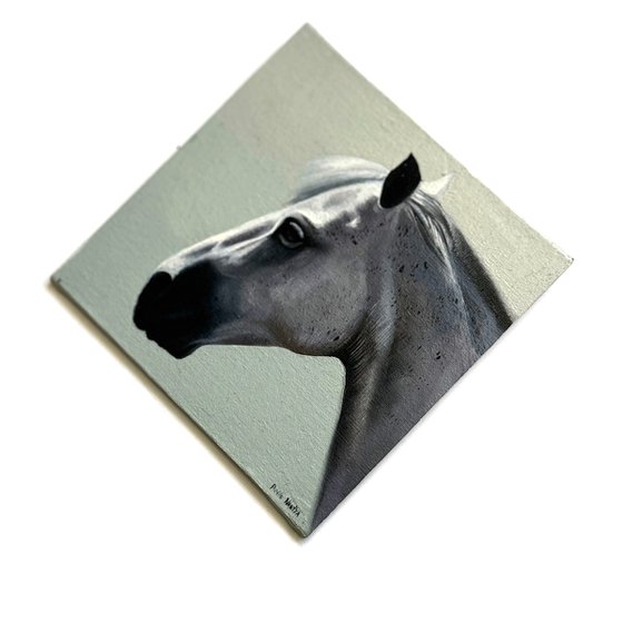 Horse Portrait 11