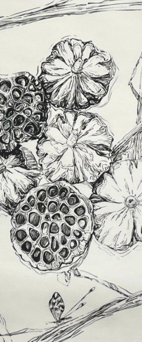 Lotus pods ink drawing by Guzel Min