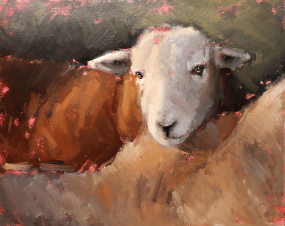 Herdwick Sheep Study