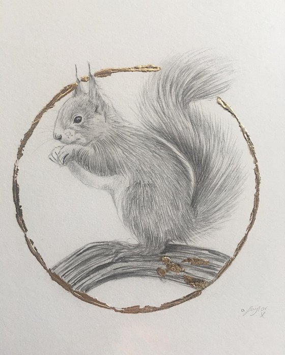 Squirrel drawing