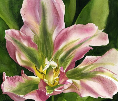 spring tulip by Alfred  Ng